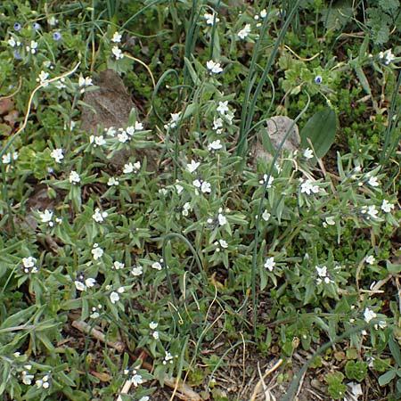 Buglossoides incrassata subsp. splitgerberi / Splitgerber's Field Gromwell, A Wien Donauinsel 2.4.2023