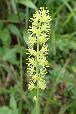 Tofieldia calyculata \ Gewhnliche Simsenlilie / Mountain Scottish Asphodel, A Neuhaus am Zellerrain 2.7.2019