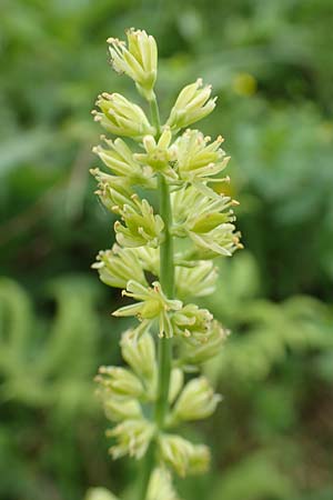 Tofieldia calyculata \ Gewöhnliche Simsenlilie / Mountain Scottish Asphodel, A Neuhaus am Zellerrain 2.7.2019