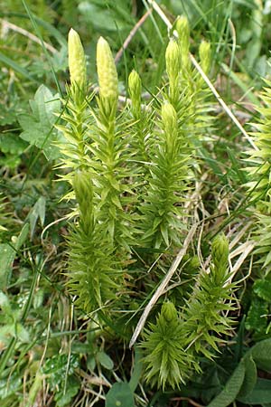 Lycopodium annotinum \ Wald-Brlapp / Interrupted Clubmoss, A Trenchtling 3.7.2019