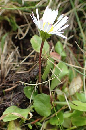 Bellis perennis \ Gnseblmchen, Tausendschn / Common Daisy, A Kärnten/Carinthia, Koralpe 9.8.2016