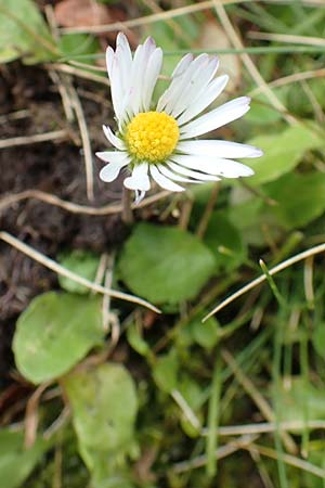 Bellis perennis \ Gnseblmchen, Tausendschn / Common Daisy, A Kärnten/Carinthia, Koralpe 9.8.2016