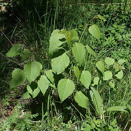 Betula pubescens \ Moor-Birke, Flaum-Birke / Downy Birch, A Seetaler Alpen, Zirbitzkogel 28.6.2021