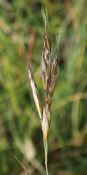 Helictotrichon versicolor \ Bunter Wiesenhafer / Oat Grass, A Niedere Tauern, Sölk-Pass 26.7.2021