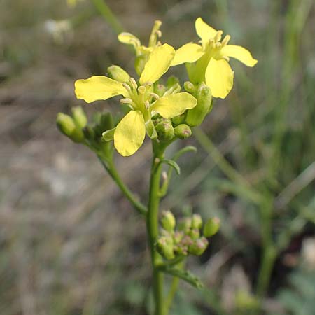 Erucastrum nasturtiifolium \ Stumpfkantige Hundsrauke / Water-Cress Leaved Rocket, A Breitenbrunn 24.9.2022