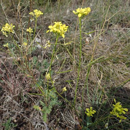 Erucastrum nasturtiifolium \ Stumpfkantige Hundsrauke / Water-Cress Leaved Rocket, A Breitenbrunn 24.9.2022