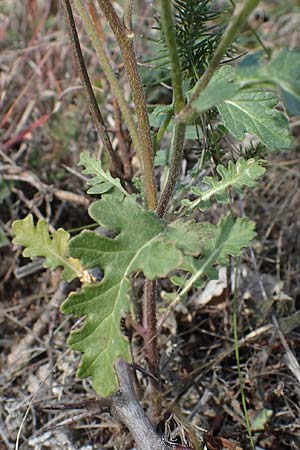 Erucastrum nasturtiifolium \ Stumpfkantige Hundsrauke / Water-Cress Leaved Rocket, A Breitenbrunn 24.9.2022