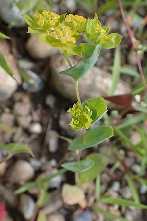 Bupleurum rotundifolium \ Rundblttriges Hasenohr / Hare's Ear, Thorough-Wax, A Weikersdorf am Steinfeld 7.7.2023