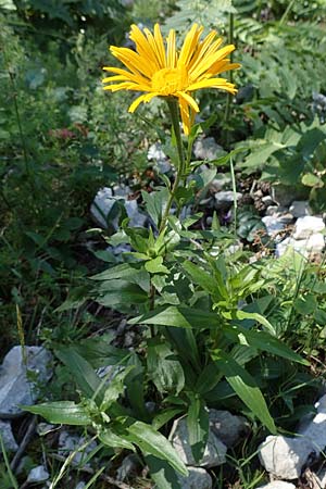 Buphthalmum salicifolium \ Weidenblättriges Ochsenauge, Rindsauge, A Kärnten, Petzen 8.8.2016