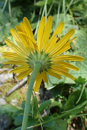 Buphthalmum salicifolium \ Weidenblättriges Ochsenauge, Rindsauge / Yellow Ox-Eye, A Kärnten/Carinthia, Petzen 8.8.2016