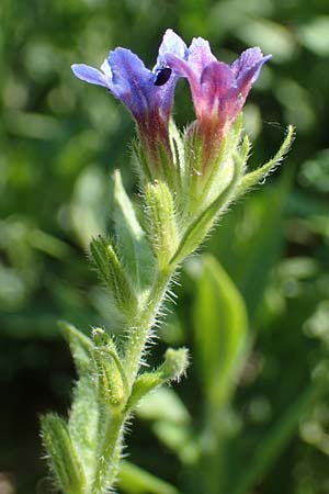 Lithospermum purpurocaeruleum \ Blauroter Steinsame / Purple Gromwell, A Gumpoldskirchen 15.5.2022