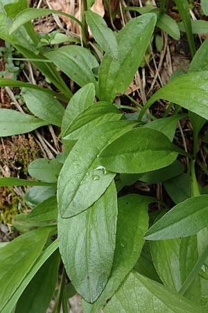 Buphthalmum salicifolium \ Weidenblttriges Ochsenauge, Rindsauge, A Neuhaus am Zellerrain 2.7.2019