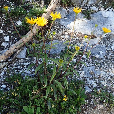 Buphthalmum salicifolium \ Weidenblttriges Ochsenauge, Rindsauge / Yellow Ox-Eye, A Tauplitz-Alm 5.7.2020