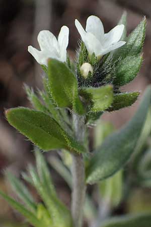 Buglossoides incrassata subsp. splitgerberi \ Splitgerbers Acker-Steinsame / Splitgerber's Field Gromwell, A Breitenbrunn 3.4.2023