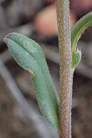 Buglossoides incrassata subsp. splitgerberi \ Splitgerbers Acker-Steinsame / Splitgerber's Field Gromwell, A Breitenbrunn 3.4.2023