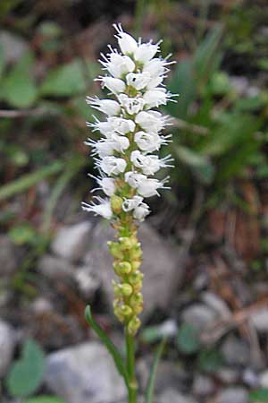 Bistorta vivipara \ Knllchen-Knterich, A Hahntennjoch 16.7.2010