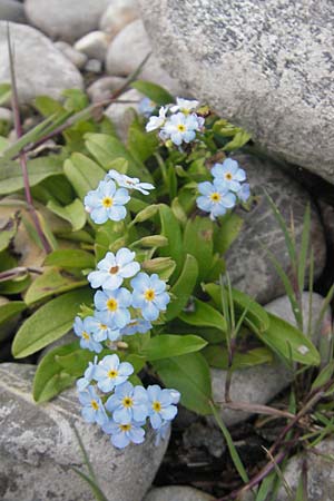 Myosotis rehsteineri \ Bodensee-Vergissmeinnicht / Lake Constance Forget-me-not, A Bregenz 16.6.2011