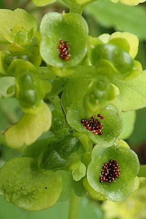 Chrysosplenium alternifolium \ Wechselblttriges Milzkraut, Gold-Milzkraut / Alternate-Leaved Golden-Saxifrage, A Kärnten/Carinthia, Trögerner Klamm 18.5.2016