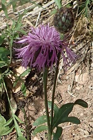 Centaurea scabiosa / Greater Knapweed, A Schwarzau im Gebirge 29.6.2020