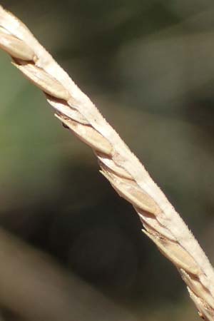 Cynodon dactylon \ Hundszahn-Gras / Bermuda Grass, Cocksfoot Grass, A Seewinkel, Apetlon 23.9.2022