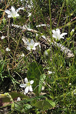 Sabulina austriaca / Austrian Sandwort, A Carinthia, Petzen 21.7.2007