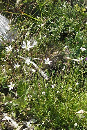 Sabulina austriaca \ sterreicher Miere / Austrian Sandwort, A Kärnten/Carinthia, Petzen 21.7.2007