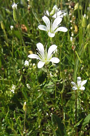 Sabulina austriaca \ sterreicher Miere, A Kärnten, Petzen 21.7.2007