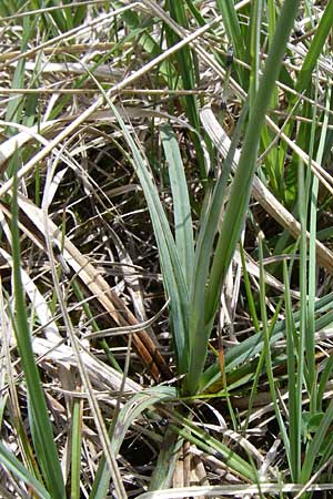 Carex flacca \ Blaugrüne Segge, A Reutte 25.5.2008