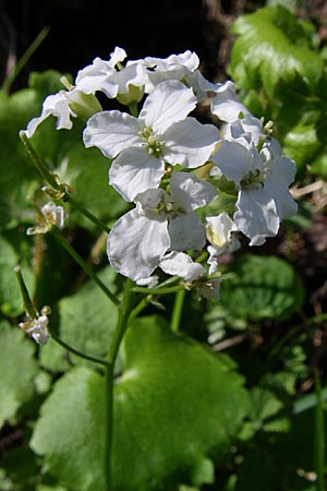 Cardamine trifolia \ Kleeblttriges Schaumkraut, Wald-Schaumkraut, A Menauer Alm 31.5.2008