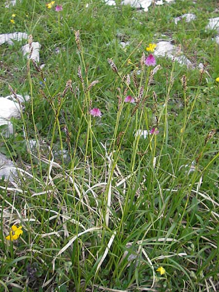 Carex sempervirens \ Horst-Segge, Immergrne Segge, A Kärnten, Petzen 2.7.2010