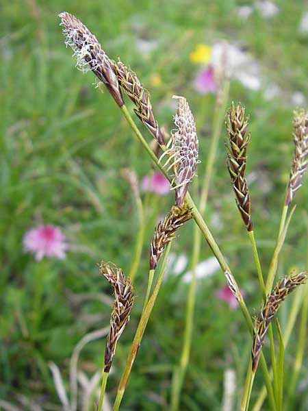 Carex sempervirens \ Horst-Segge, Immergrne Segge / Evergreen Sedge, A Kärnten/Carinthia, Petzen 2.7.2010