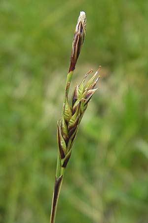 Carex sempervirens \ Horst-Segge, Immergrne Segge / Evergreen Sedge, A Malta - Tal / Valley 19.7.2010