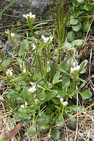 Cardamine resedifolia \ Resedenblttriges Schaumkraut, A Malta - Tal 19.7.2010