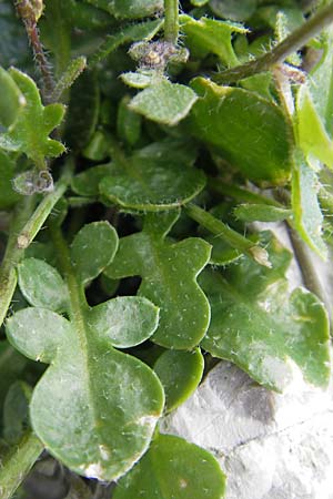 Arabidopsis arenosa \ Sand- / Sand Rock-Cress, A Dachstein 20.7.2010