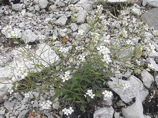 Arabidopsis arenosa \ Sand- / Sand Rock-Cress, A Dachstein 20.7.2010