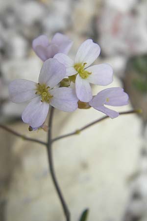 Arabidopsis arenosa \ Sand- / Sand Rock-Cress, A Dachstein 20.7.2010