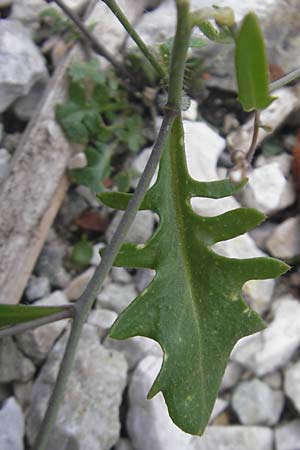 Arabidopsis arenosa \ Sand- / Sand Rock-Cress, A Dachstein 20.7.2010