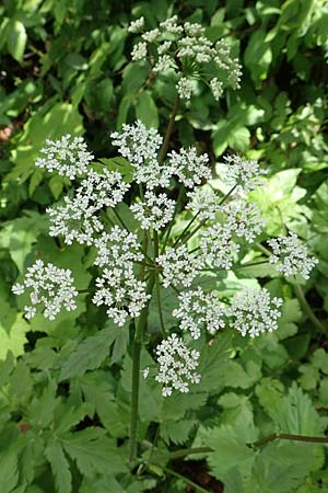 Chaerophyllum hirsutum \ Berg-Klberkropf / Hairy Chervil, A Kärnten/Carinthia, St. Paul im Lavanttal 16.5.2016