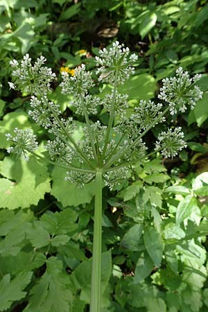 Chaerophyllum hirsutum \ Berg-Klberkropf / Hairy Chervil, A Kärnten/Carinthia, St. Paul im Lavanttal 16.5.2016