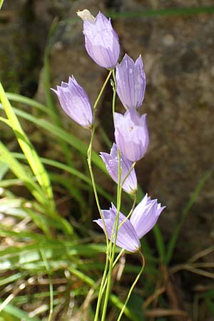 Campanula cespitosa \ Rasen-Glockenblume, A Kärnten, Tscheppa - Schlucht 20.8.2016