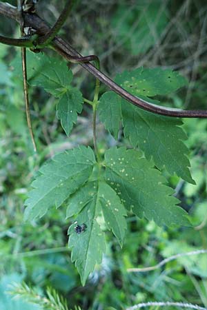 Clematis alpina \ Alpenrebe, Alpen-Waldrebe / Alpine Clematis, A Tragöß 30.6.2019