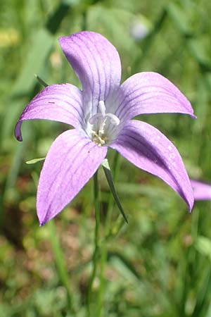 Campanula patula \ Wiesen-Glockenblume, A Pusterwald 1.7.2019