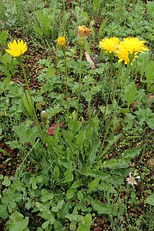 Leontodon hispidus subsp. hastilis \ Kahler Rauer Lwenzahn, A Tragöß 5.7.2019