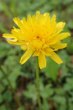 Leontodon hispidus subsp. hastilis \ Kahler Rauer Lwenzahn, A Tragöß 5.7.2019