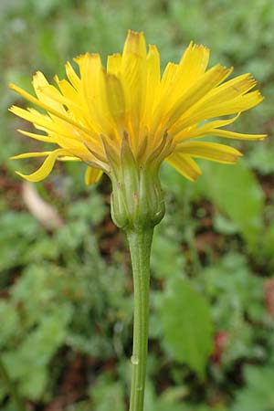 Leontodon hispidus subsp. hastilis \ Kahler Rauer Lwenzahn, A Tragöß 5.7.2019