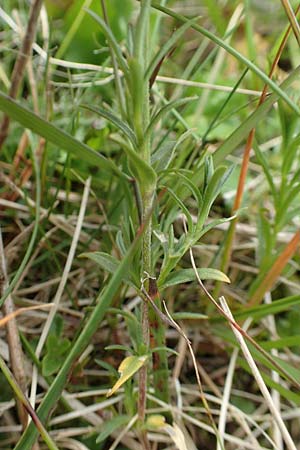 Cerastium arvense \ Acker-Hornkraut / Field Mouse-Ear, A Rax 28.6.2020