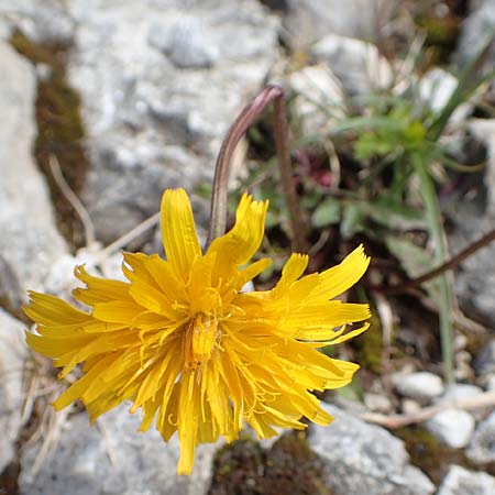 Crepis alpestris \ Alpen-Pippau, Voralpen-Pippau / Alpine Hawk's-Beard, A Schneealpe 30.6.2020