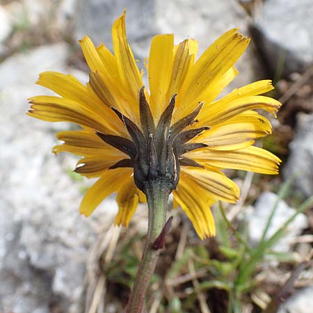 Crepis alpestris / Alpine Hawk's-Beard, A Schneealpe 30.6.2020