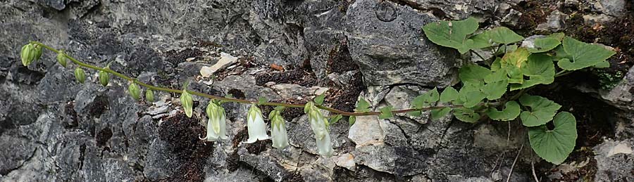 Campanula alliariifolia / Cornish Bellflower, A Bad Aussee Botan. Gar. 6.7.2020