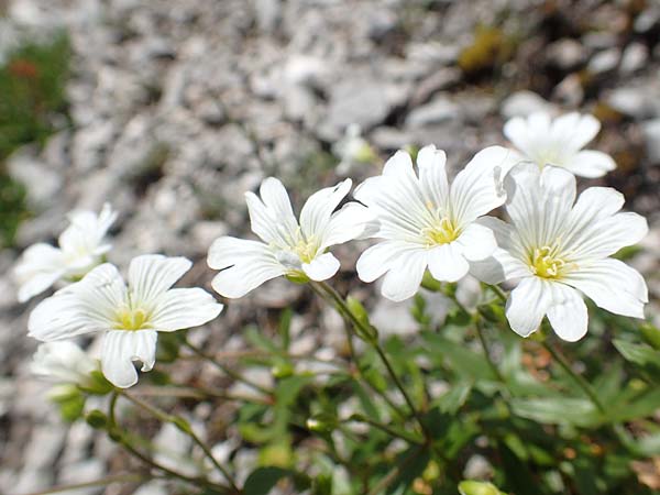 Cerastium arvense / Field Mouse-Ear, A Dachstein, Auretskar 7.7.2020